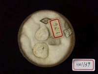 蜆蛤藏品圖，第2張